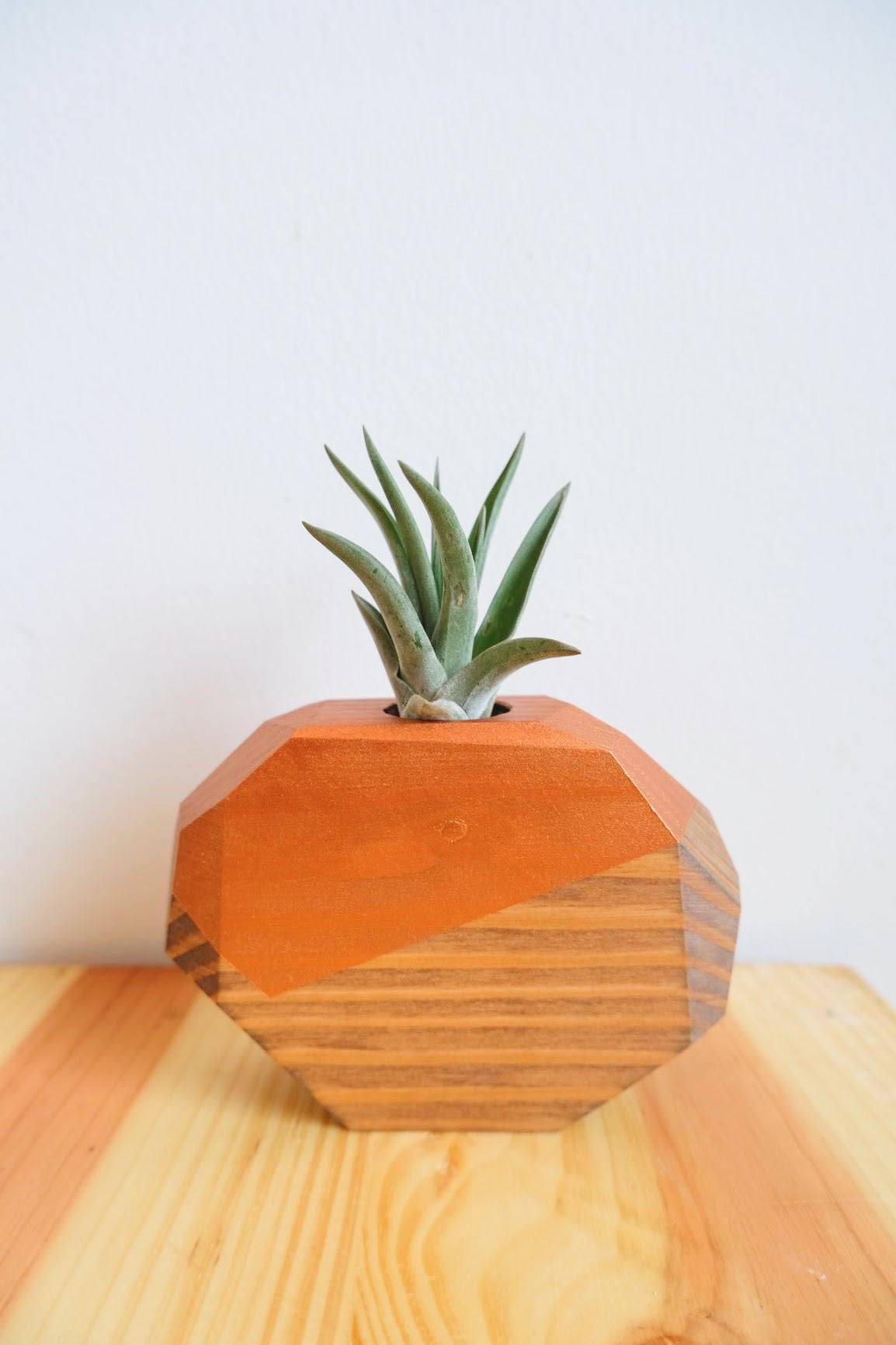 Wooden Geo Air Plant Holder (Plant Included)