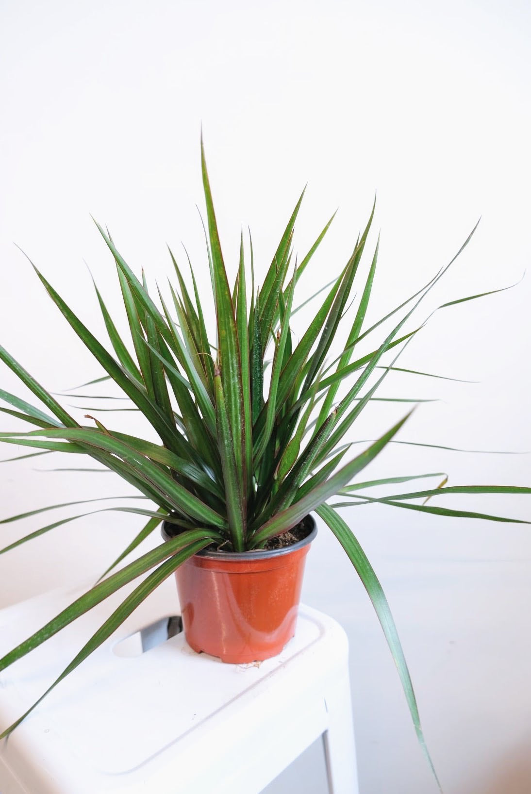 dracaena marginata terrarium Dracaena Marginata