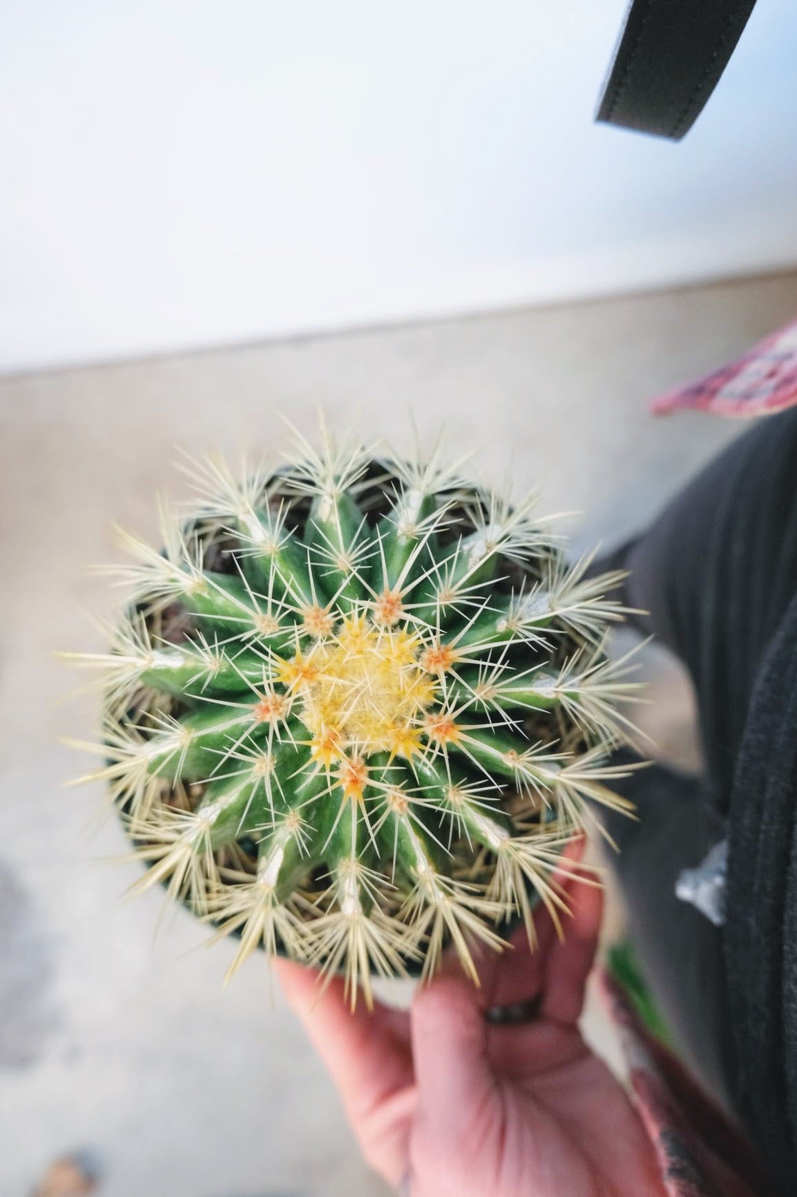 Golden Barrel Cactus