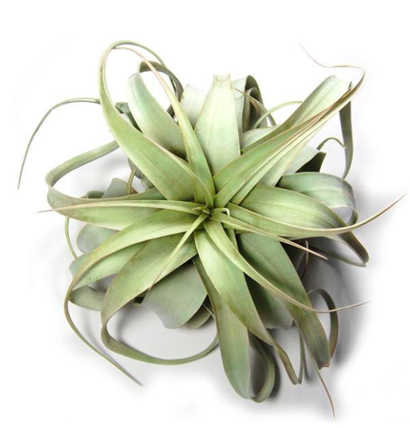 air plants des moines Air Plant